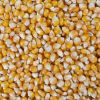 Raw Popcorn Corn Supply