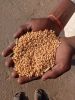 Wheat