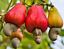 Cashew Nuts