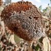 Sunflower seeds