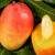 Best Fresh Mangoes