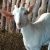 Saanen goats