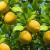 Best Price Natural Fresh Lemon Fruit