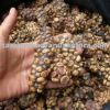 Best Luwak arabica green beans Grade 1 origin from Sumatera, INDONESIA.