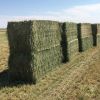 Cheap Top Quality Alfafa Hay for Animal Feeding Stuff Alfalfa ,hay/Timothy hay