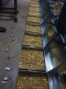 Gold Bars