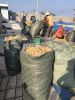 Dried Organic Wild-crafted Seamoss From Viet Nam - Sven Whatsapp+84 966722357