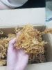 Dried Organic Wild-crafted Seamoss From Viet Nam - Sven Whatsapp+84 966722357
