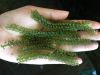 Lato Seaweed, Dehydrated Sea Grapes, Organic Green Caviar - Sven + 84 966722357
