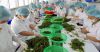 Umi-budo Sea Grapes, Vietnamese seaweed- Sven + 84 966722357