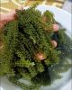 COME GET HIGH QUALITY SEA GRAPES WITH BEST PRICE FROM VIET NAM