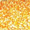 Yellow Corn