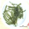 Best Quality Dehydrate Sea Grapes For Health