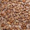Beans (white/ honey be...
