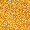 Dry Yellow Maize