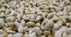 Cashew Nuts