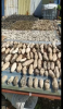 Dried Sea cucumber 