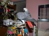 african grey parrots f...