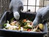 african grey parrots f...