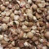 BETEL NUTS ( Cuts , Un...