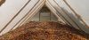 BETEL NUTS ( Cuts , Un...