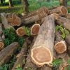 Cameroon Ekop Wood Logs