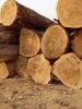 Ekop-Naga Timber Hardw...