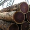 Afromosia Wood Logs