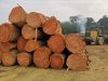 Okoume Timber Wood Logs