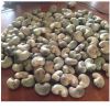 Raw Cashew Nuts In Shell