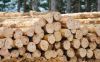 Softwood Logs