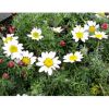 Anacyclus Pyrethrum (A...