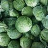 Fresh Green Cabbages