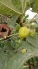 Figs
