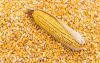 maize