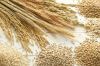 - Wheat; - Barley; - Y...