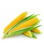 Yellow corn for human ...