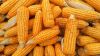 Yellow Corn