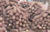 yam tubers