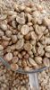 Coffee Bean Robusta &a...