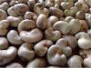 ROYAL CASHEW 