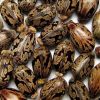 castor seedds