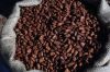Cocoa seed 