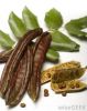 Carob Seed