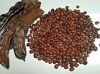 Carob Seed