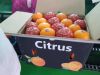 FRESH CITRUS FRUITS |O...