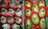 FRESH CITRUS FRUITS |O...