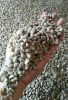 Arabica Gayo Aceh