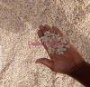 Melon seeds 