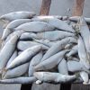 wholesale low price frozen sardines fish for bait
